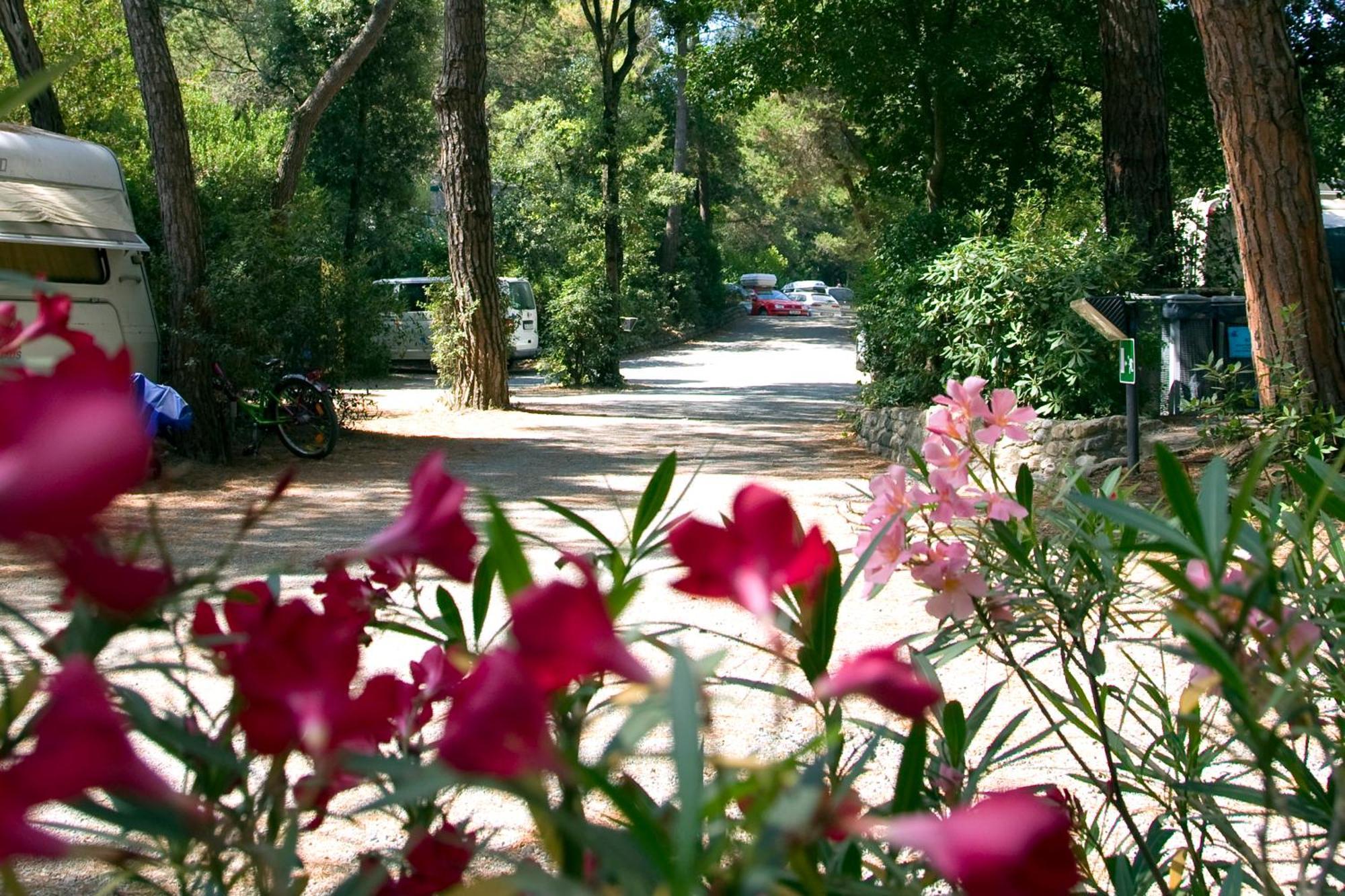 Camping Casa Di Caccia Marina Di Bibbona Eksteriør billede