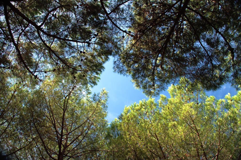 Camping Casa Di Caccia Marina Di Bibbona Eksteriør billede